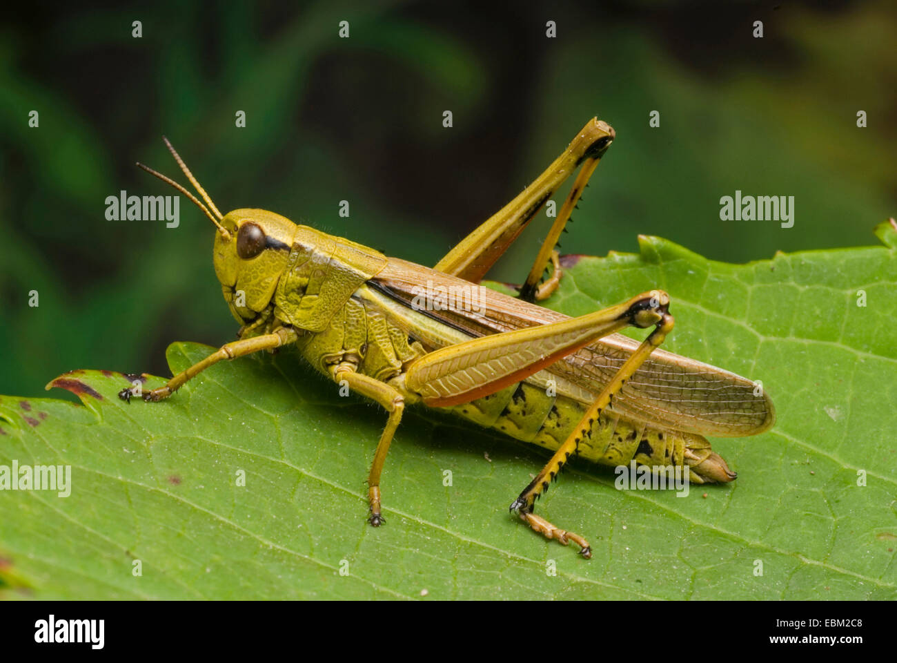 großer Sumpf Grashüpfer (Mecostethus Grossus, Stethophyma Grossum), sitzen auf Blatt, Deutschland Stockfoto