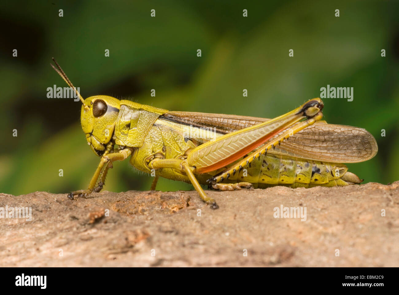 großer Sumpf Grashüpfer (Mecostethus Grossus, Stethophyma Grossum), sitzt auf einem Stein, Deutschland Stockfoto