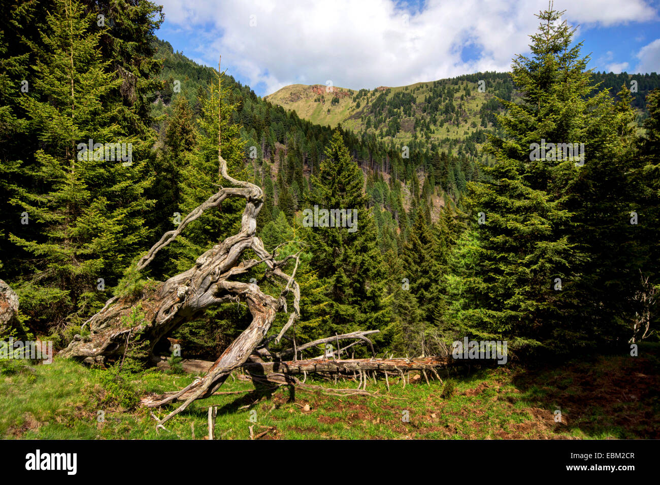 Fichtenwald in den Alpen, Koenigstuhl, Österreich, Kärnten, Nationalpark Nockberge Stockfoto