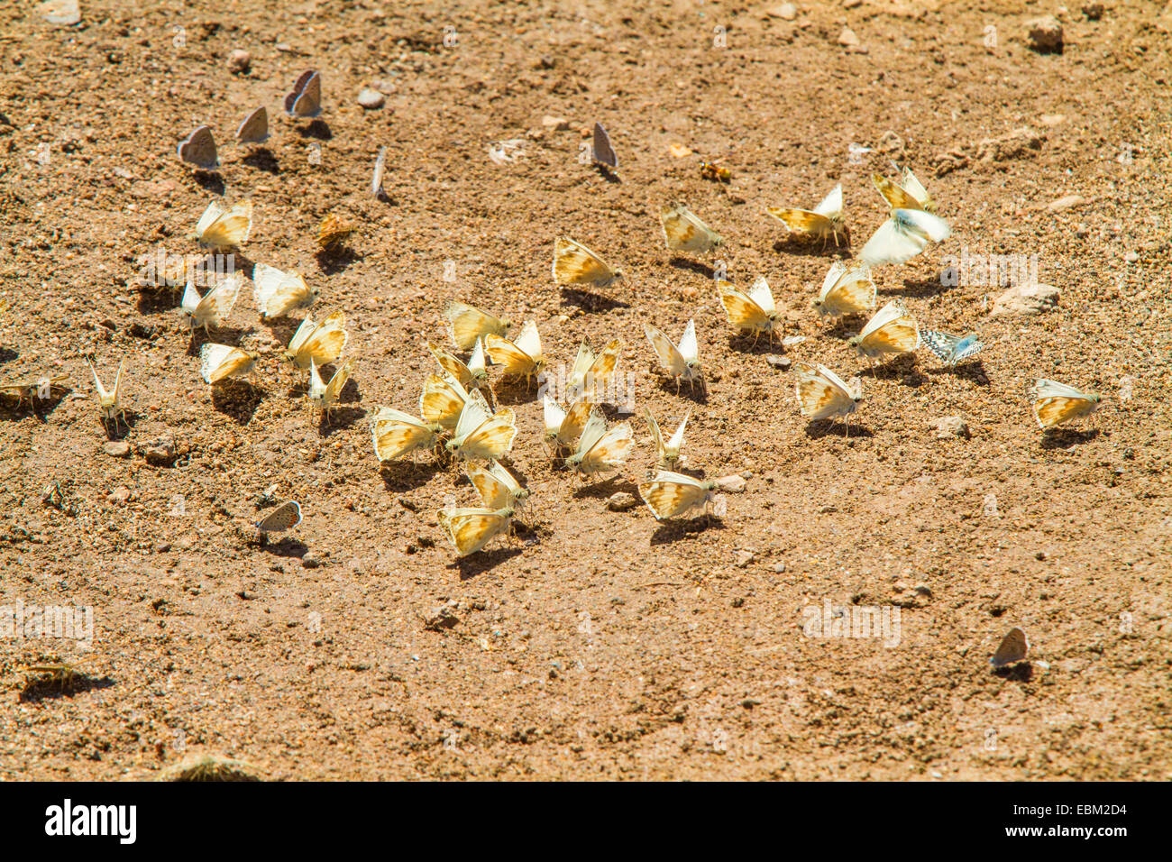 Nördlichen White Skipper (Heliopetes Ericetorum), Gruppe auf dem Boden saugen Mineralsalz, USA, Arizona, Verde River Stockfoto