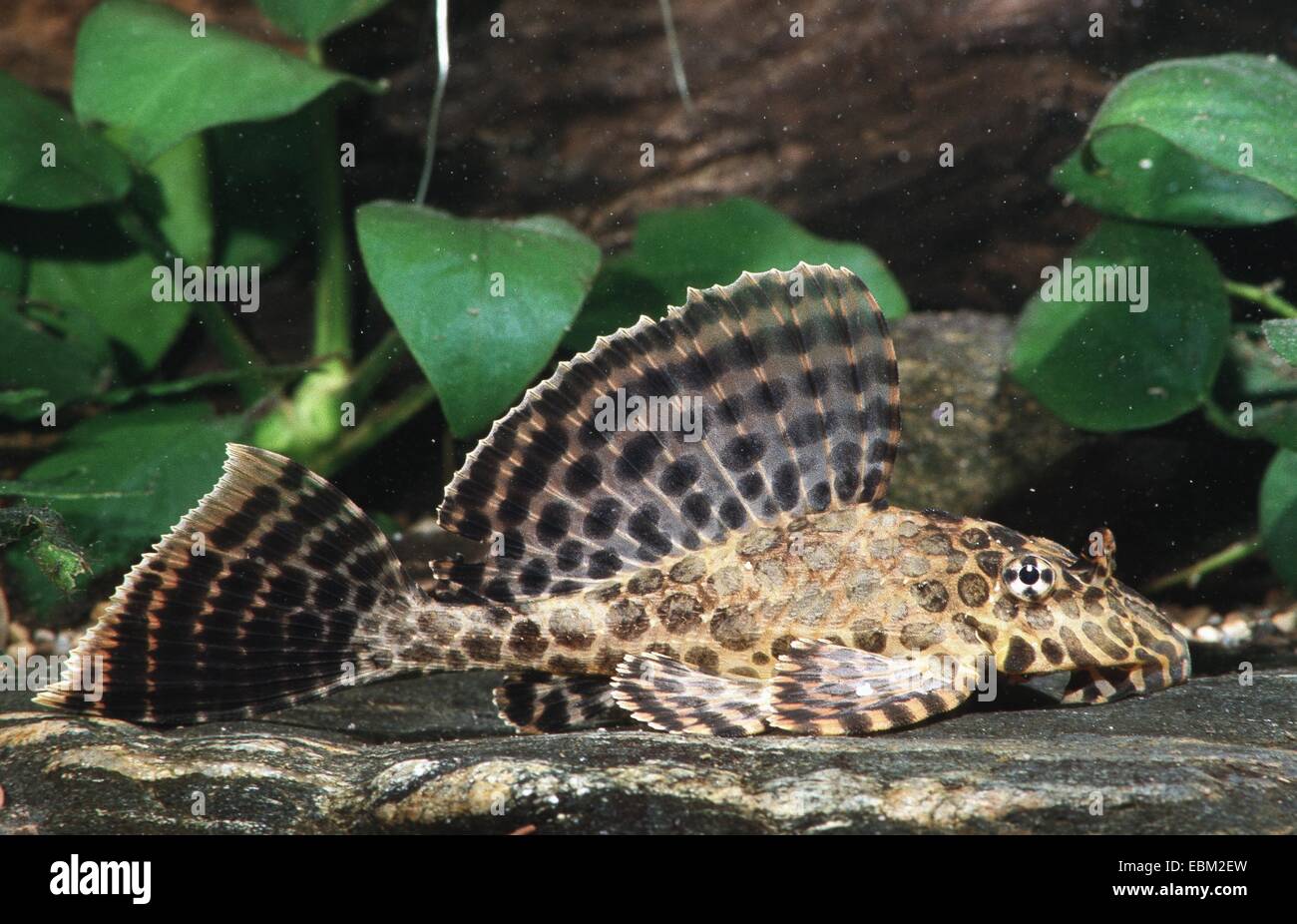 Entdeckt Segelkärpflinge Segeln Sauger Wels, Honeycomb Pleco (Glyptoperichthys Gibbiceps, Pterygoplichthys Gibbiceps) Stockfoto