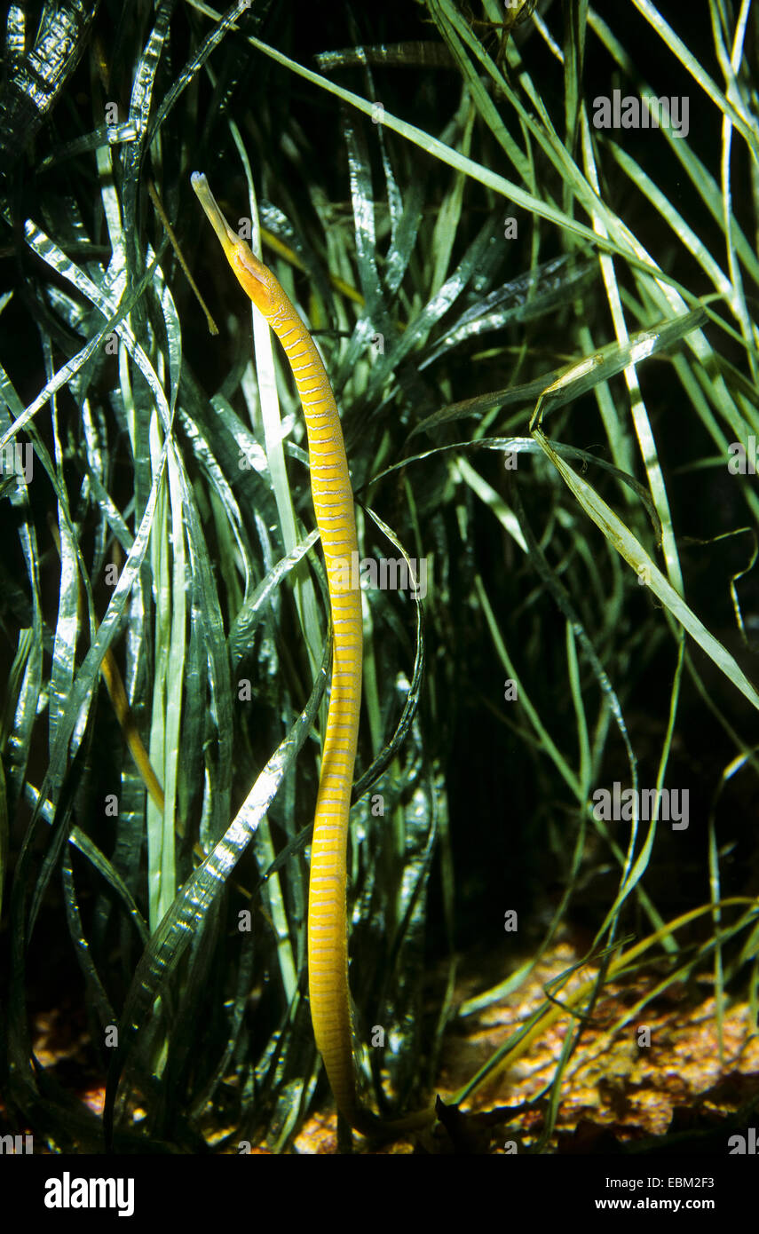 Schlange Seenadeln (Entelurus Aequoreus), zwischen Algen, Deutschland Stockfoto
