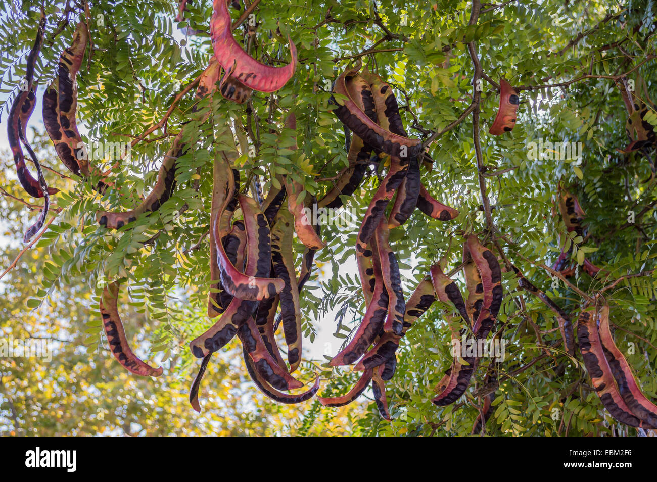 Die Früchte hängen Baum Gleditsia, namens Judas Baum Stockfoto Die Früchte hängen Baum Gleditsia, namens Judas Baum Stockfoto