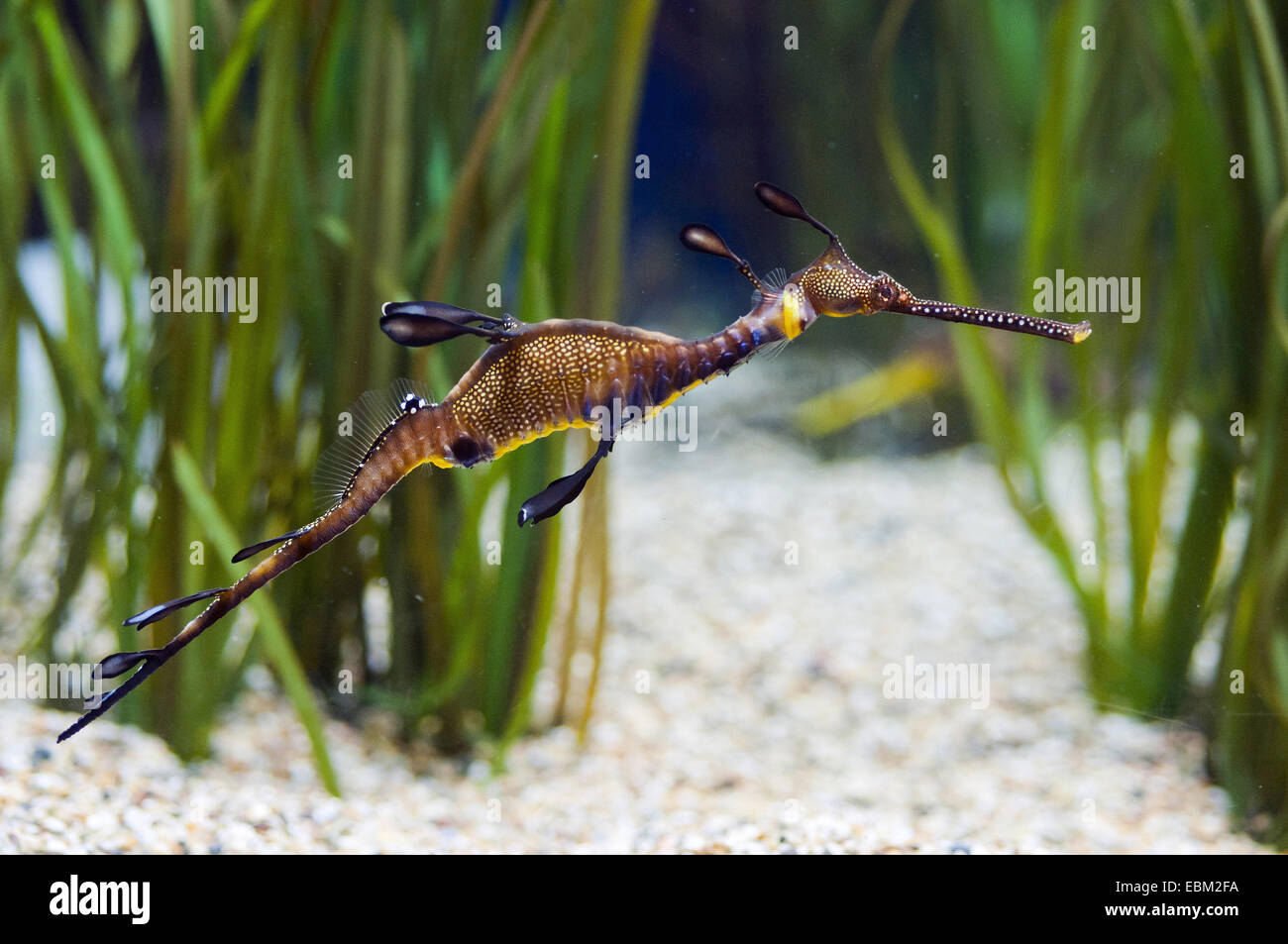 gemeinsamen Seadragon, weedy Seadragon, leafy Seadragon (Phyllopteryx Taeniolatus), Schwimmen im Kies Boden Stockfoto