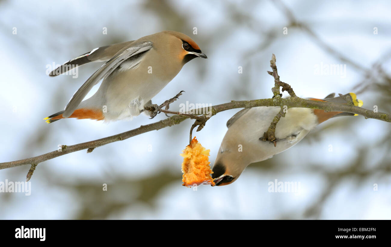 Böhmische Seidenschwanz (Bombycilla Garrulus), suchen Nahrung im Winter, Deutschland, Baden-Württemberg Stockfoto