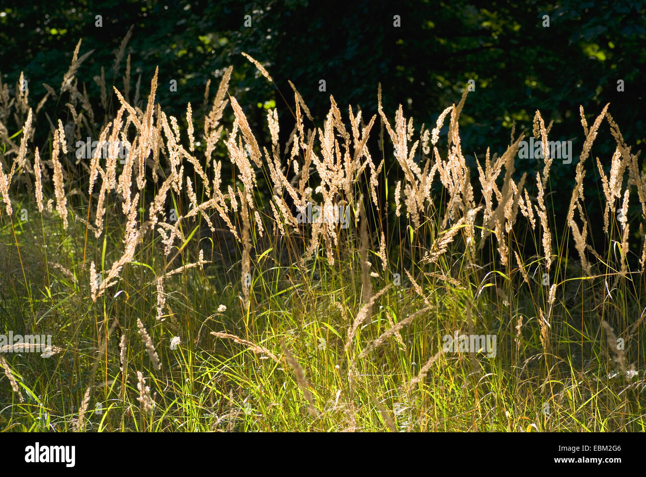 Holz klein-Reed, Feathertop (Calamagrostis Epigejos), in der Sonne, Deutschland Stockfoto