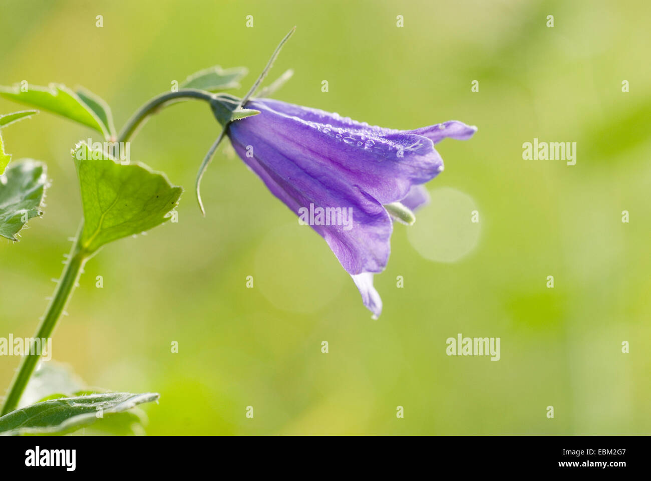 Breitblättrigen Glockenblume (Campanula Rhomboidalis), Blume, Schweiz Stockfoto