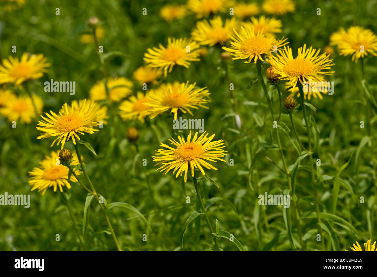 Gelben Ochsen-Auge (Buphthalmum Salicifolium), blühen, Deutschland Stockfoto