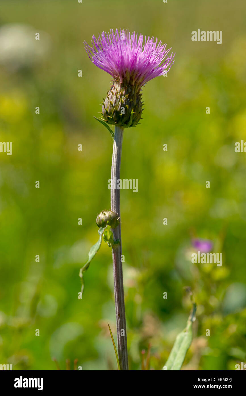 Alpine Distel (Blütenstandsboden Defloratus), blühen, Deutschland Stockfoto