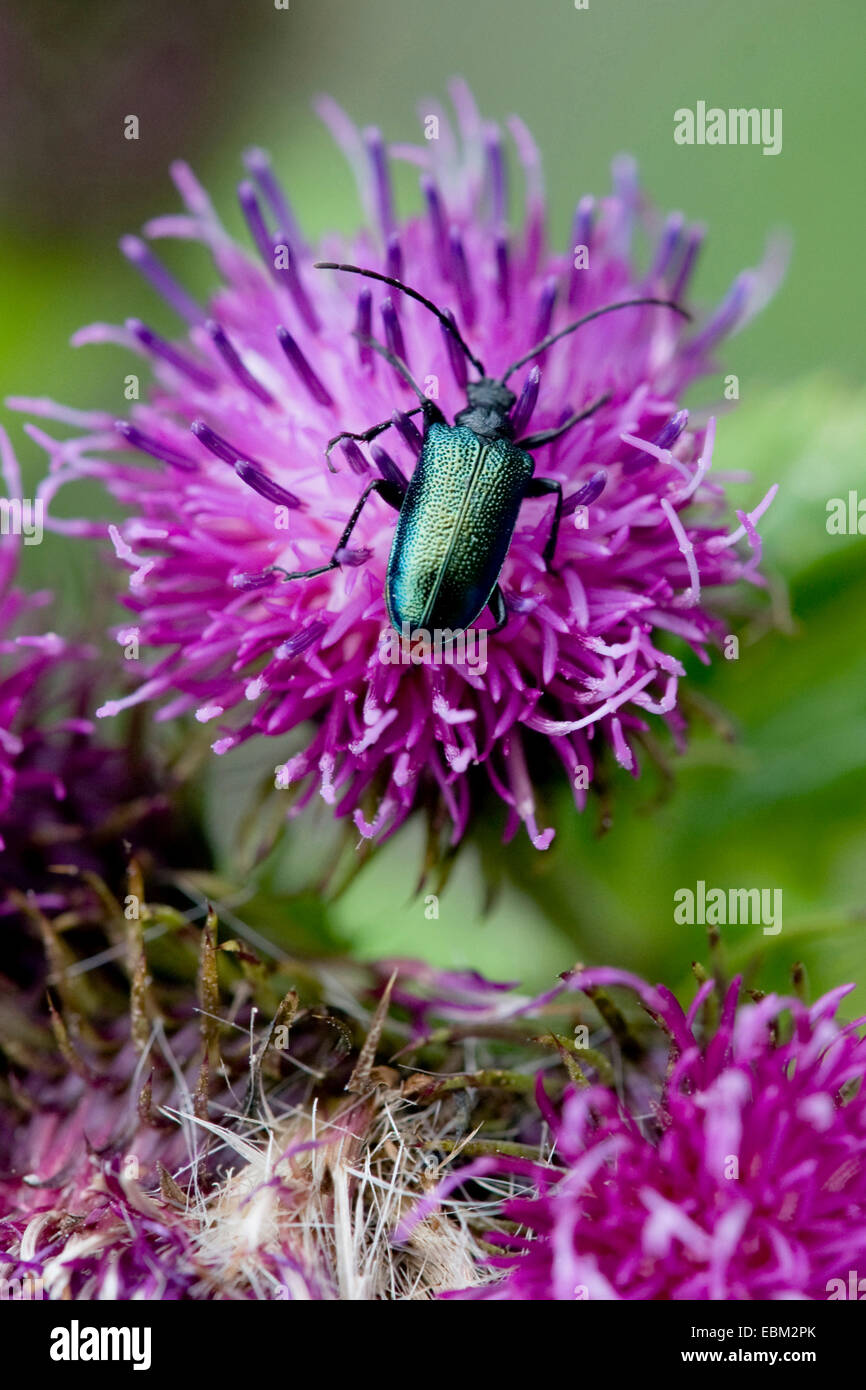 Großer Sumpf-Distel (Blütenstandsboden Personata, Blütenstandsboden Personatus), Flowerhead mit Käfer, Deutschland, Bayern Stockfoto