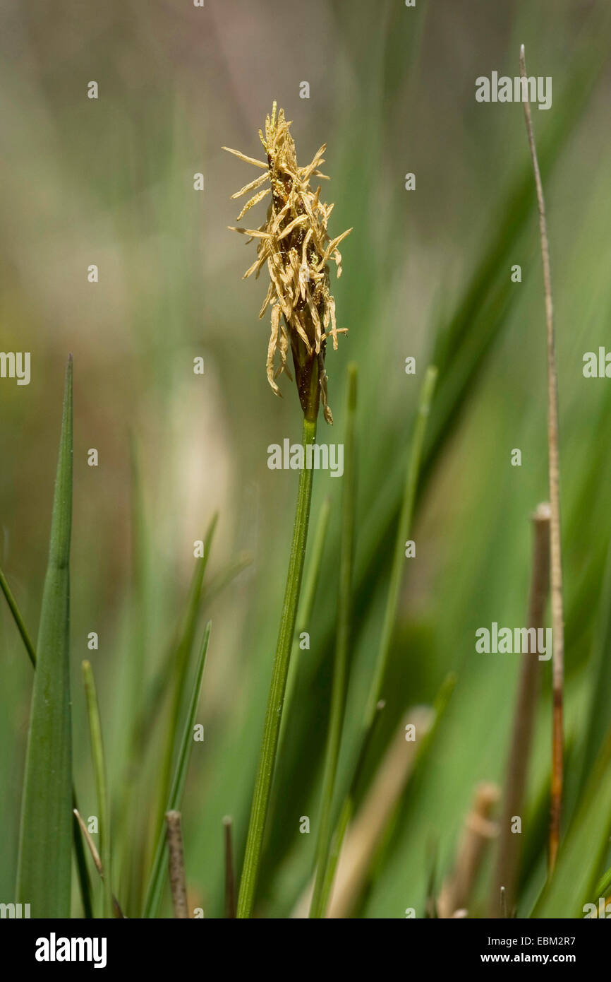 Hudson Bay-Segge (Carex Heleonastes), blühen, Deutschland Stockfoto