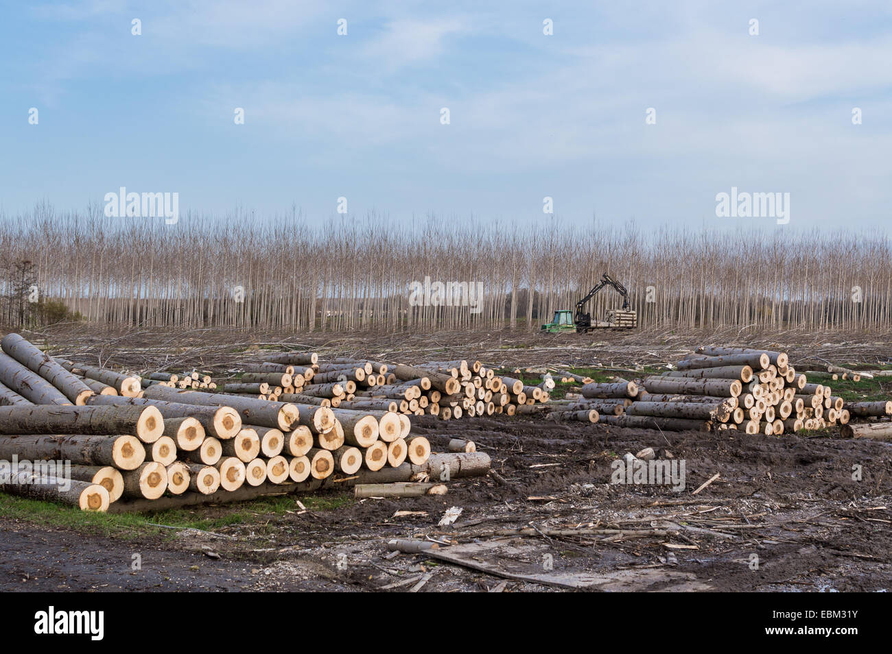 Schneiden von Pappeln, Kran-Log und Holzstapeln Stockfoto