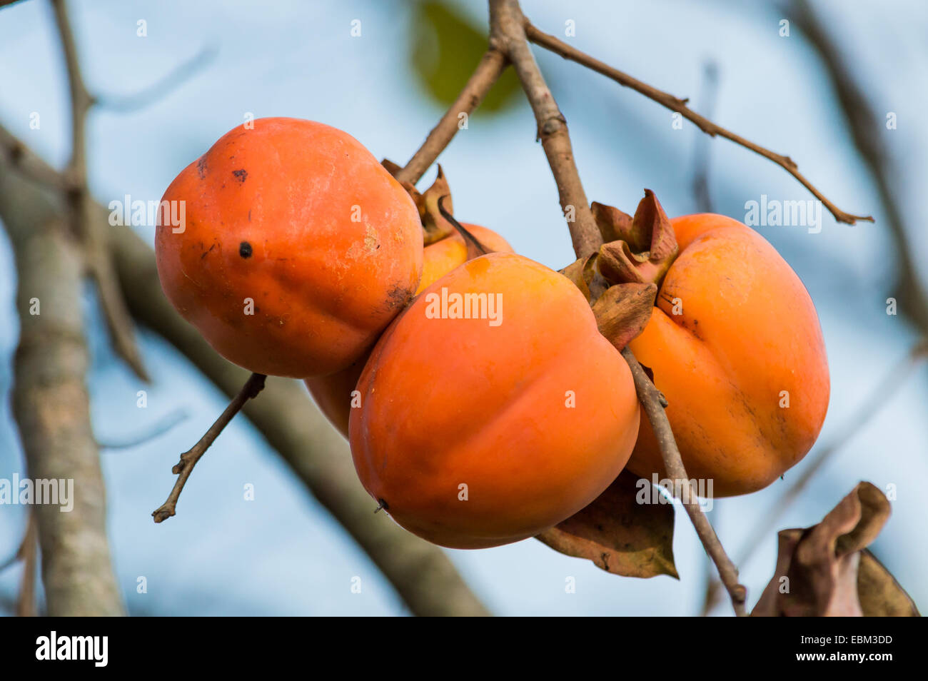 Reihe von Früchten Persimmon eine schöne orange Farbe Stockfoto