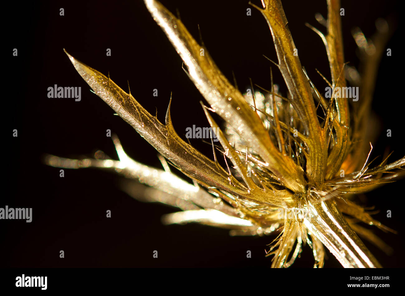 Gold besprüht Meer Holly (Eryngium) Blütenstand. Stockfoto