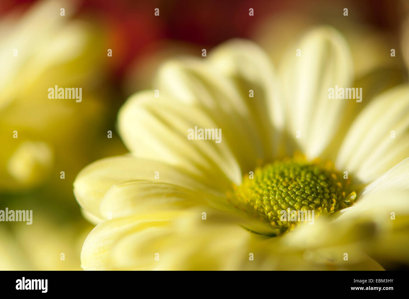 Weiche gelbe Chrysantheme Blume in Nahaufnahme. Geringe Schärfentiefe geben angenehm weiche farbige verwischen. Stockfoto