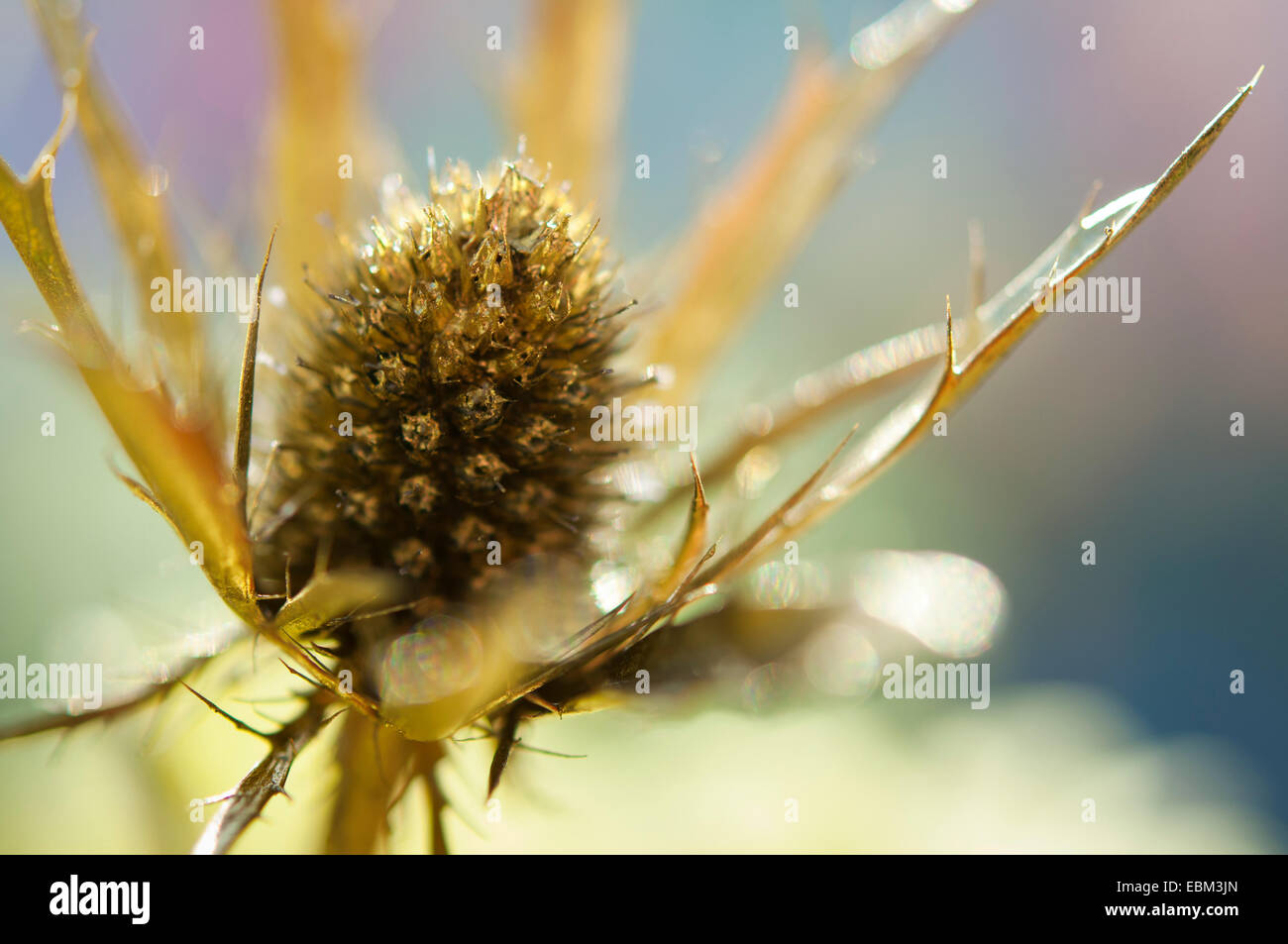 Gold besprüht Meer Holly (Eryngium) Blütenstand. Stockfoto