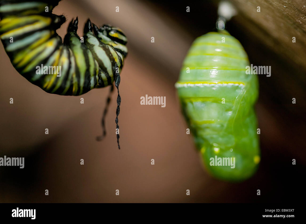 Close-up Monarchfalter Larve in J-Form mit Tentakeln nach unten baumeln und eine Puppe oder Puppe mit Seide-Taste angebracht. Stockfoto