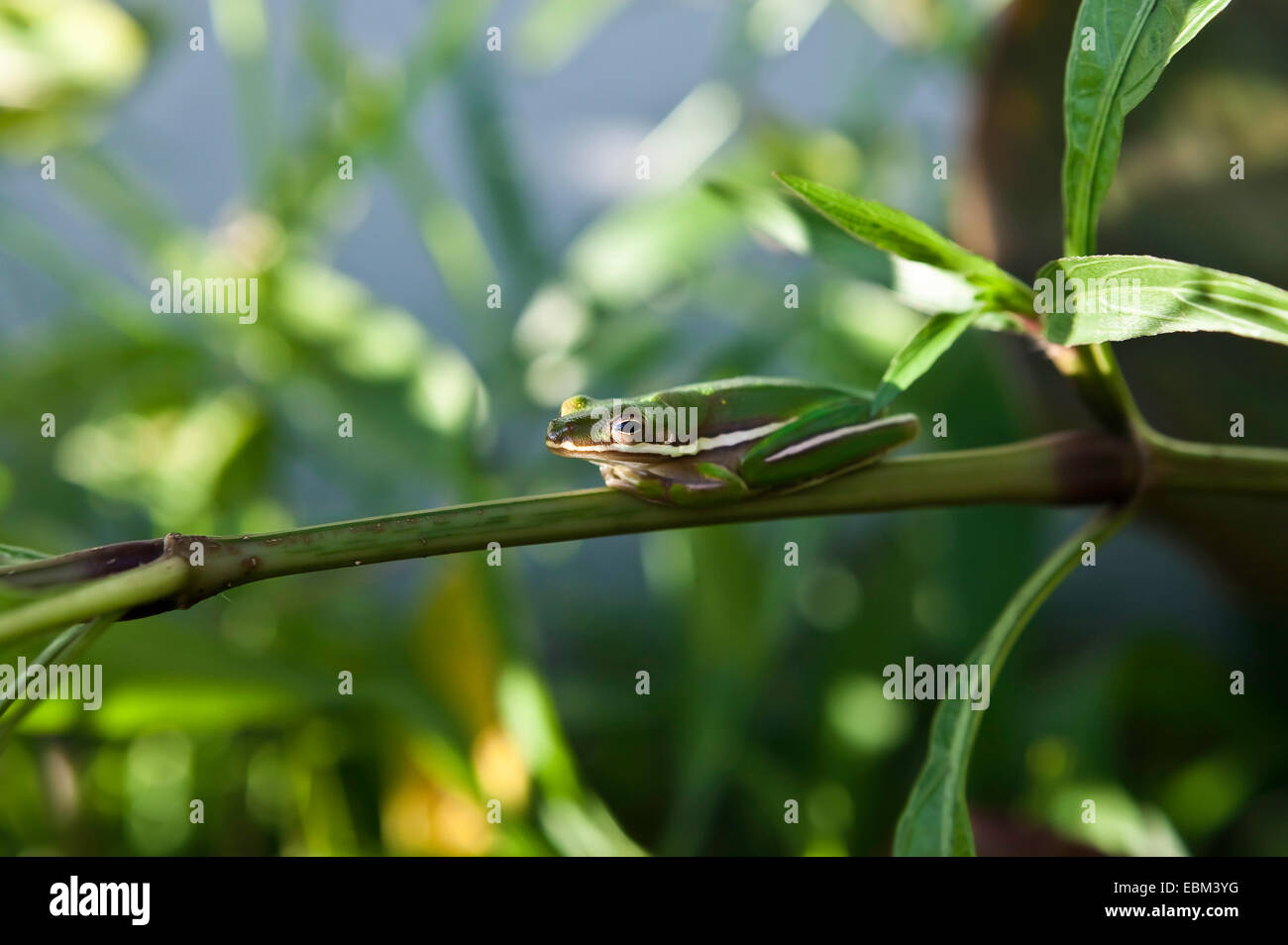 Nahaufnahme, Seitenansicht. Eines amerikanischen Green Tree Frogs (Hyla cinerea), der sich flach gegen einen mexikanischen Petunia-Stamm in Florida, USA, drückt Stockfoto
