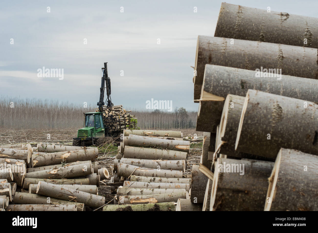 Schneiden von Pappeln, Kran-Log und Holzstapeln, Baum Stockfoto