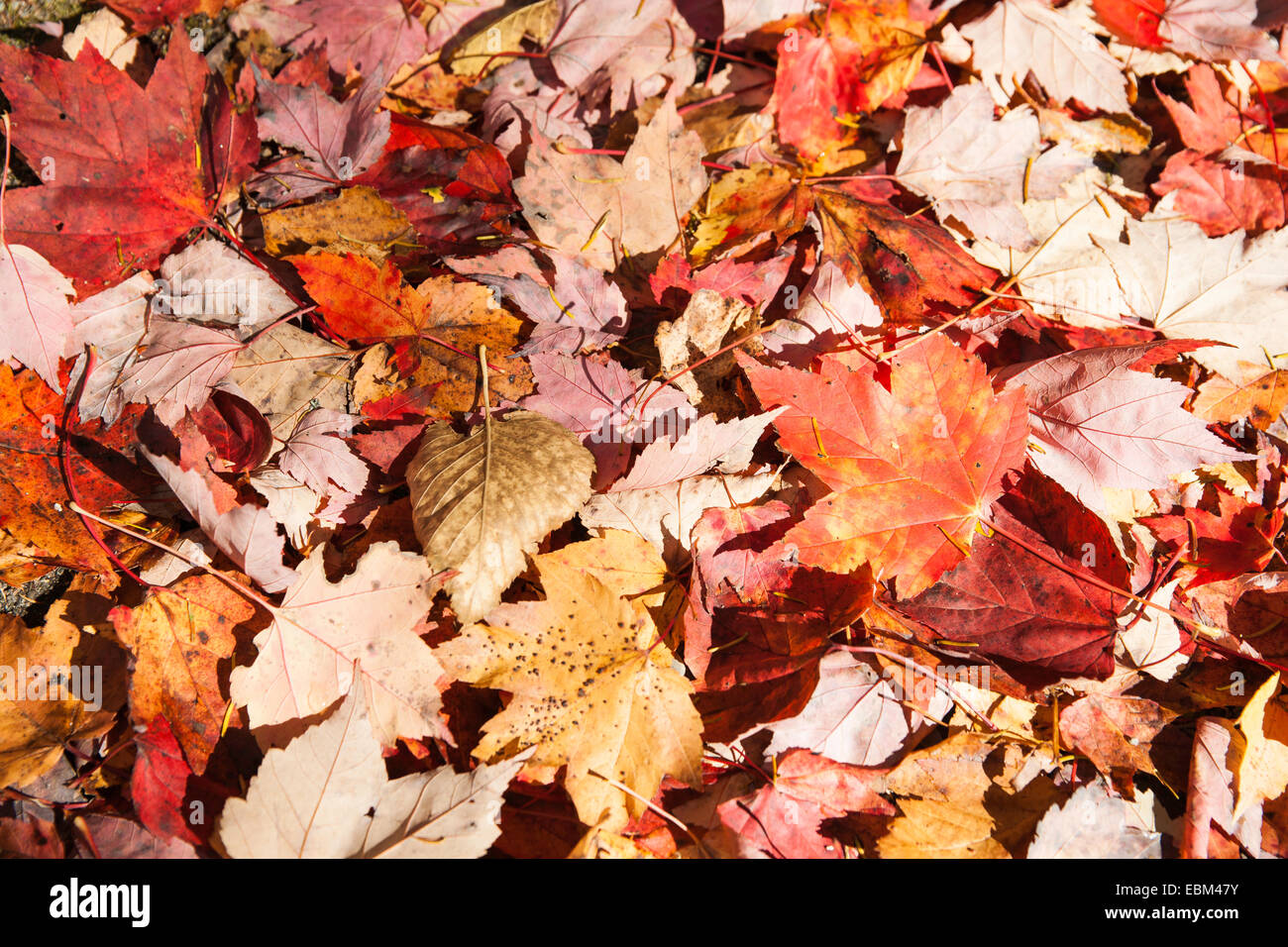 Gefallene Blätter wie ein Herbst Teppich bedecken den Boden, Ahornblätter bei Auswahl der Farben des Herbstes, full-Frame. Stockfoto