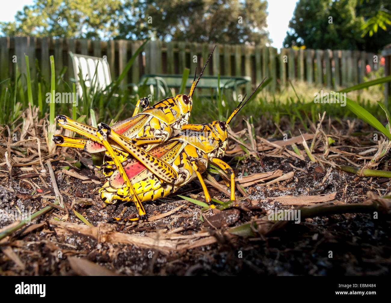 Nahaufnahme eines Paares östlicher Lubber-Grasshopper (Romalela guttata Houttuyn), die sich auf dem Boden in einem Florida-Hinterhof paaren. Stockfoto