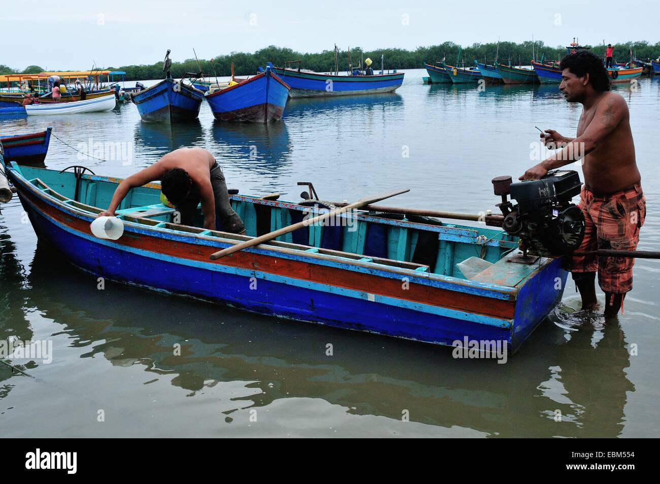 Schwarze Muscheln Picker - Mangroven in PUERTO PIZARRO. Abteilung von Tumbes. Peru Stockfoto