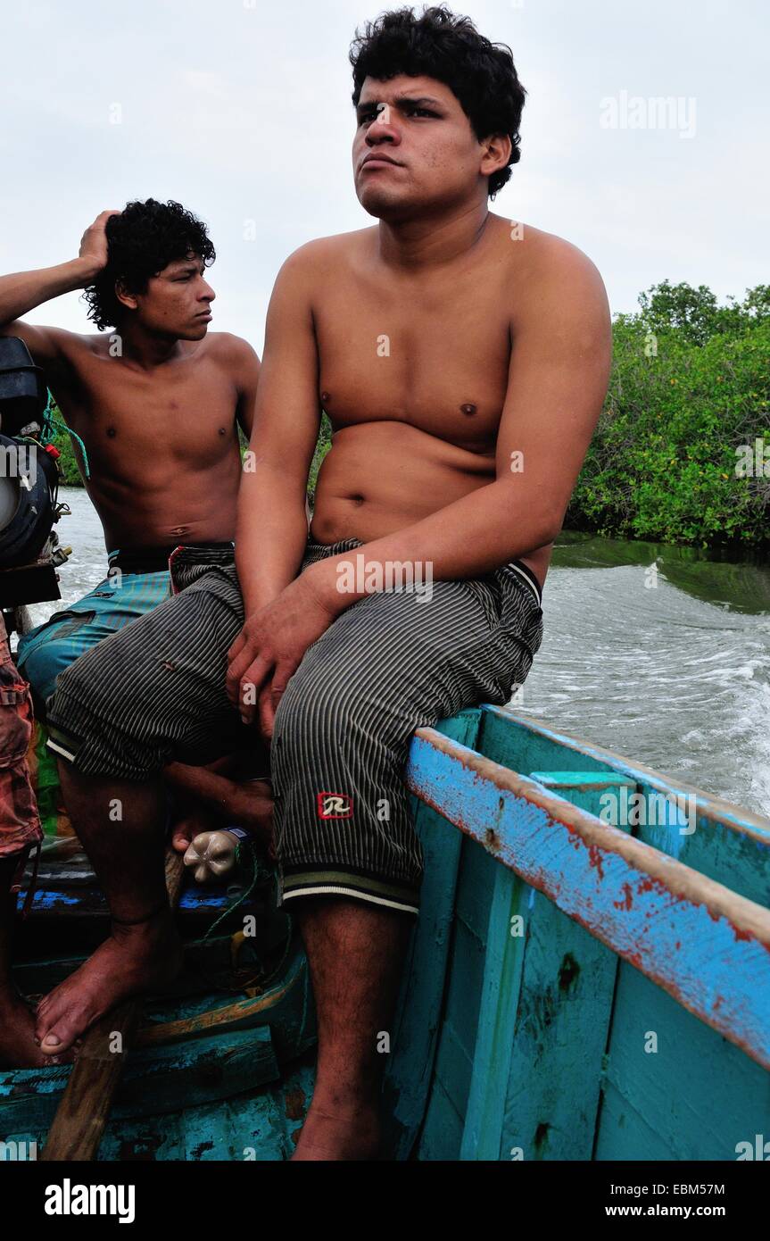 Vater und Sohn - Schalen schwarz Picker - Mangroven in PUERTO PIZARRO. Abteilung von Tumbes. Peru Stockfoto