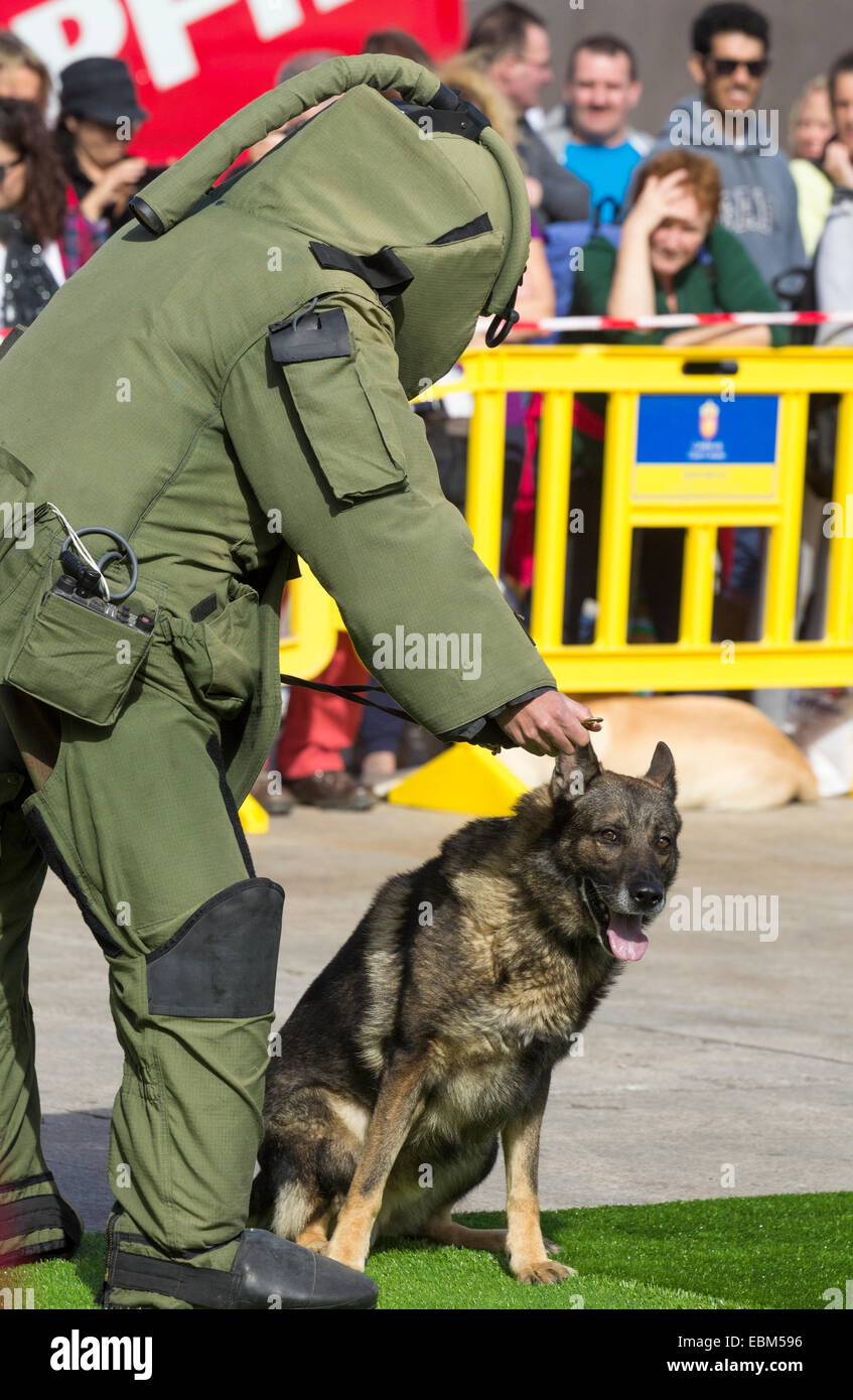 Sprengstoff Spürhund und Handler geben Demonstration Hundeausstellung in Spanien Stockfoto