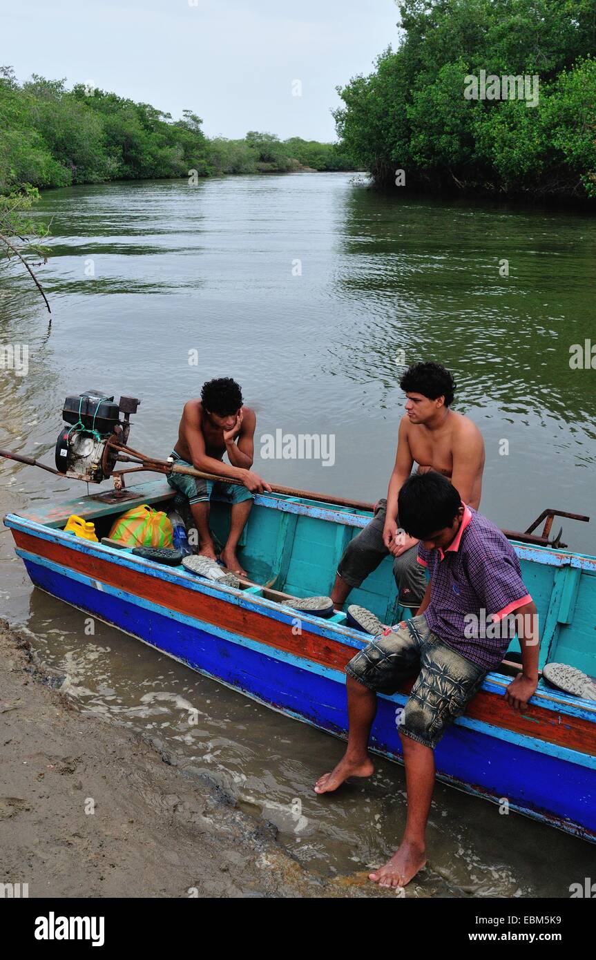 Brüder - Schalen schwarz Picker - Mangroven in PUERTO PIZARRO. Abteilung von Tumbes. Peru Stockfoto