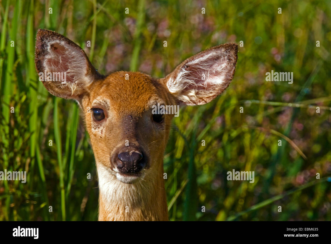 Junges Reh mit schmutzigen Ohren Nahaufnahmenfoto in einem Feld nahe der Pakota Wildlife Refuge. Stockfoto