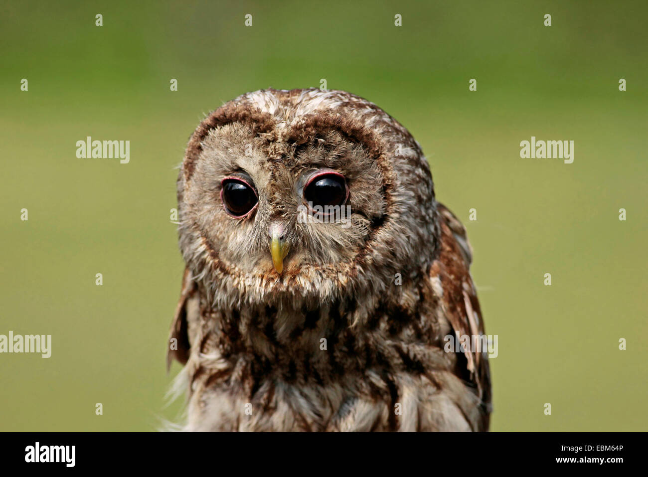 Waldkauz (Strix Aluco) Close Up Stockfoto