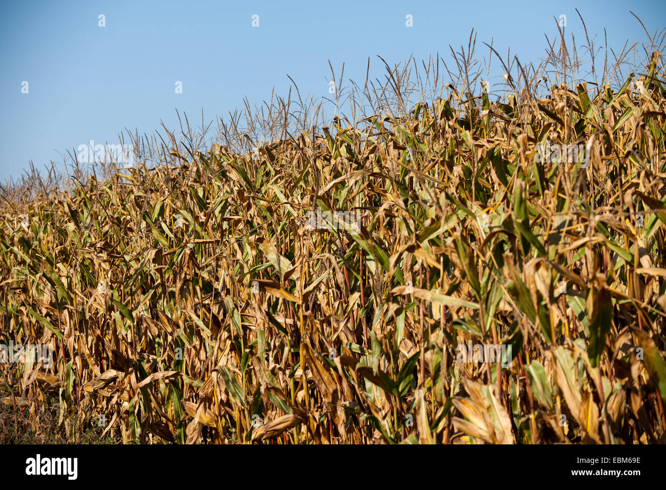 Reife Maiskolben reif für die Ernte Stockfoto
