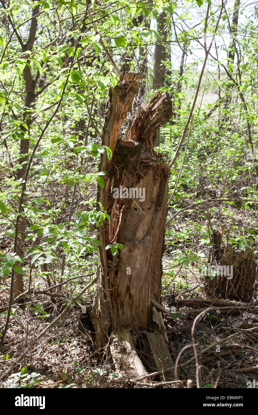 Nest von Turdus Philomelos, Singdrossel. Stockfoto