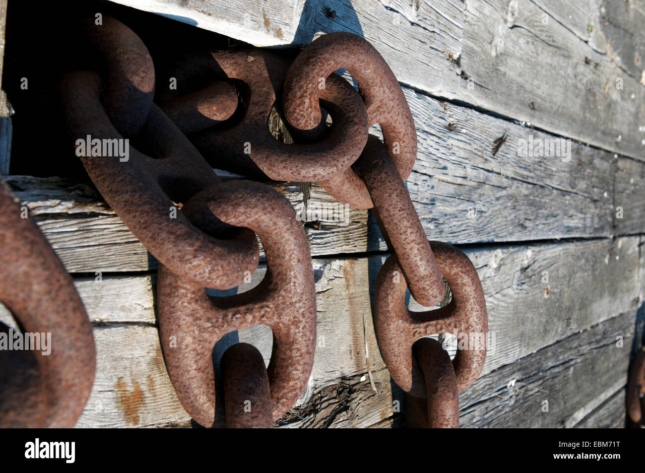 Rusty Chainweig Stockfoto