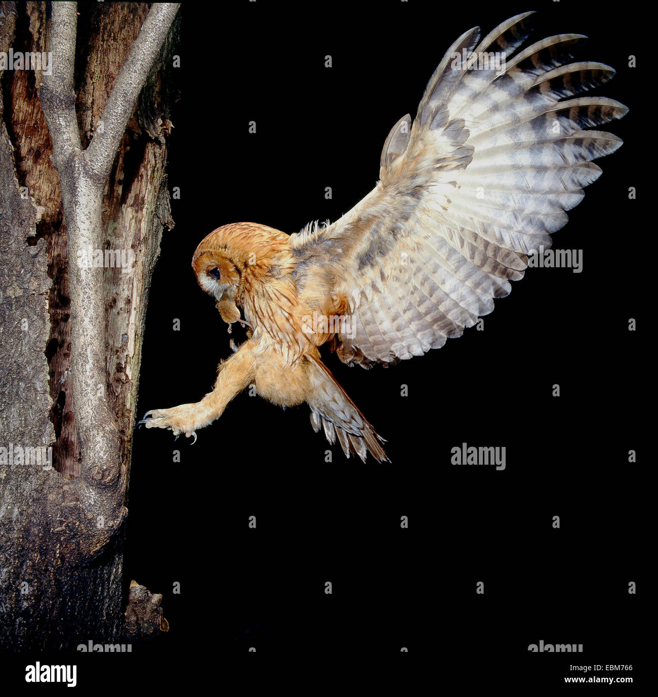 Waldkauz (Strix Aluco) Rotphase Fliege in das Nest mit Waldmaus Beute; Nächtliche Foto gemacht mit drei Blitze Stockfoto