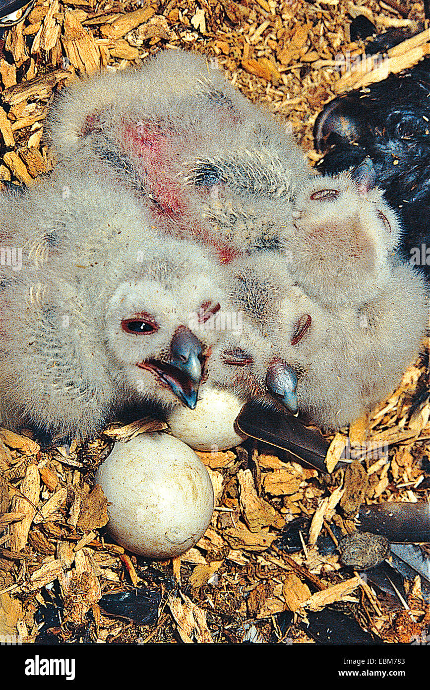 Drei junge (Pullus), Waldkauz und zwei Eier im nest Stockfoto
