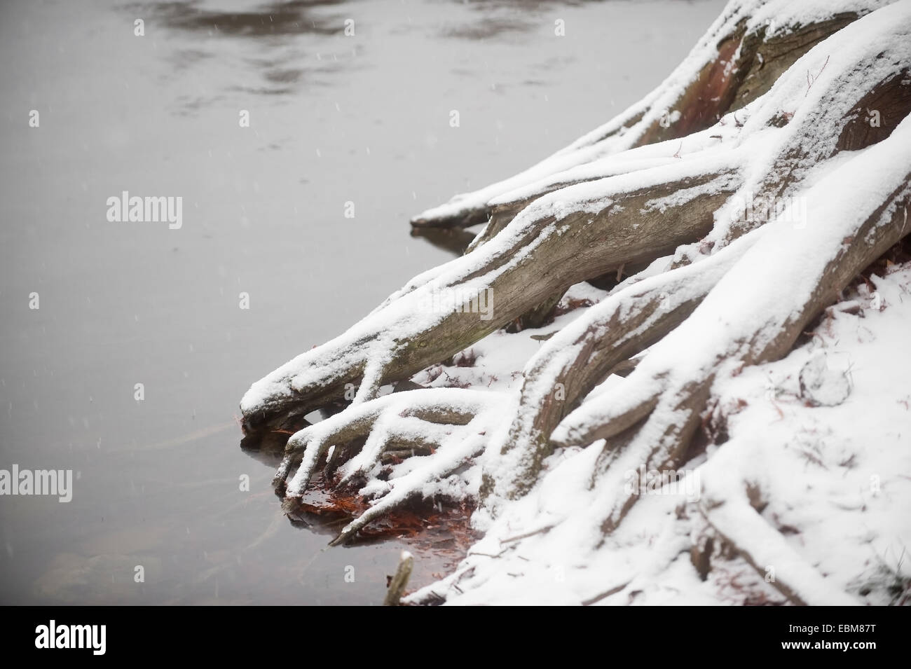 Schnee fällt auf einen großen Baum-Stamm in einem Teich Stockfoto