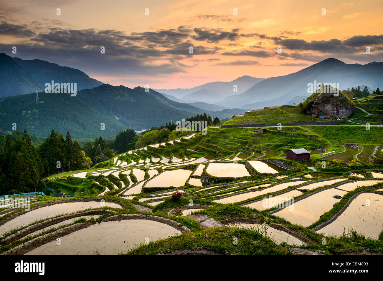 Reisfelder bei Maruyama Senmaida in Kumano, Japan. Stockfoto