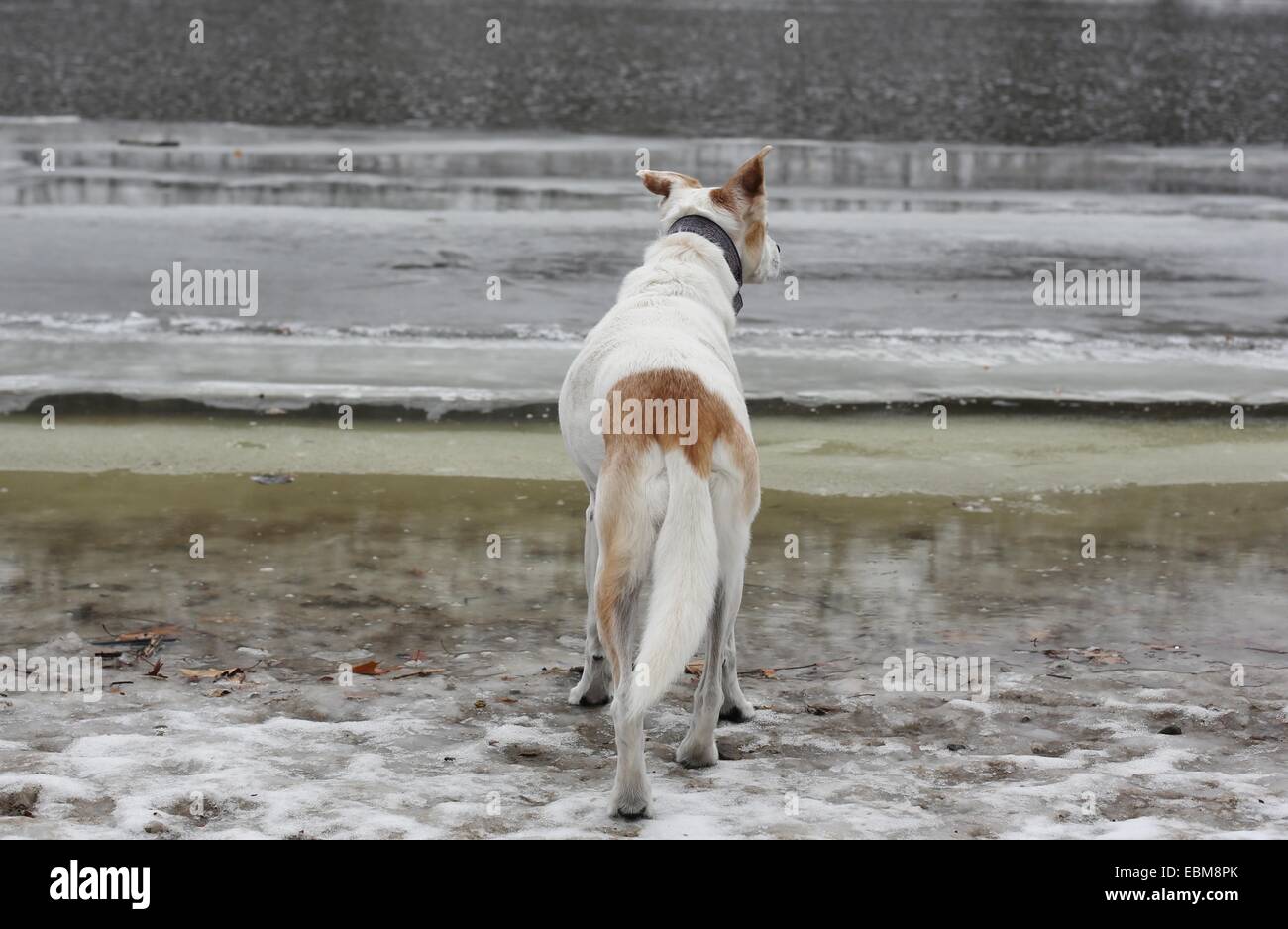 Ein Hund, ein eisiger Fluss blicken. Stockfoto