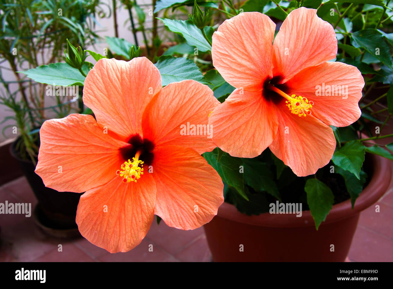 Hibiskus Blumen im Garten Stockfoto