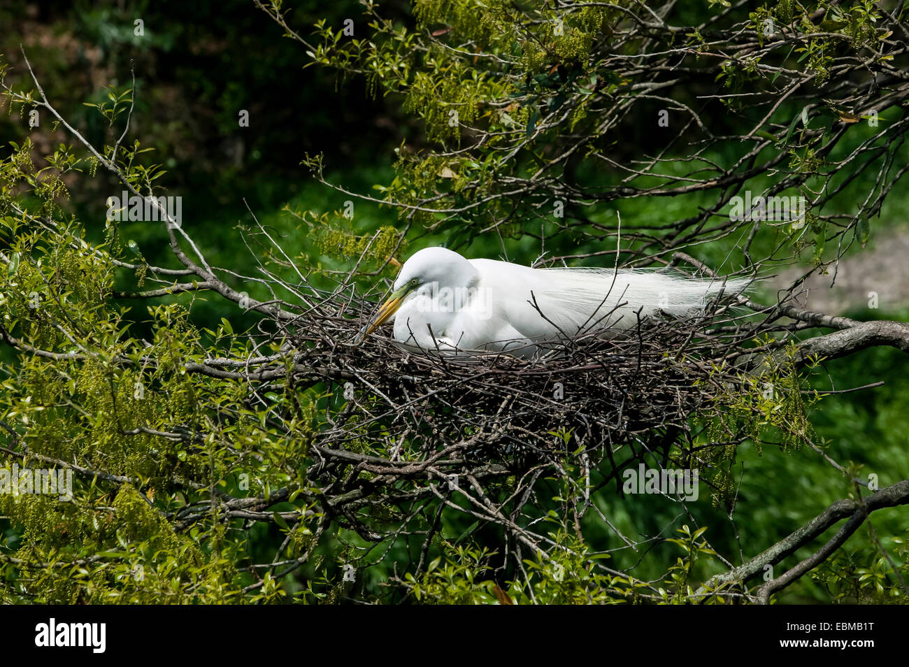 Großer Reiher wissenschaftlicher Name Casmerodius albus, mit Brutgefieder auf Stocknest, Florida, USA. Stockfoto