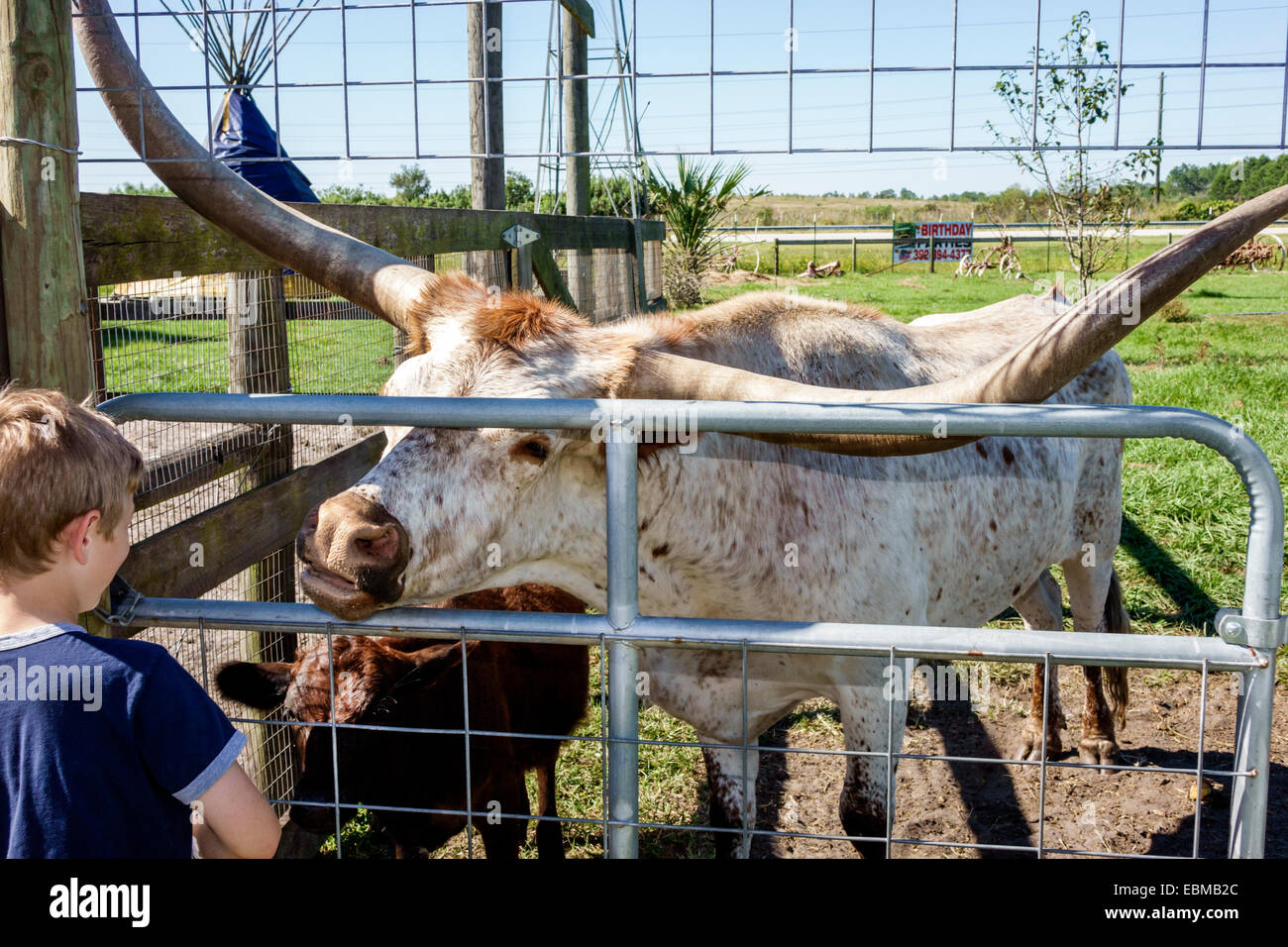 Clermont Florida, Vitrine von Citrus, junge Jungen Junge Junge männliche Kinder Kinder Kinder, Streichelzoo, Kalb, Texas Longhorn, Rinder, junge Jungen Junge Junge Junge männliche Kinder k Stockfoto