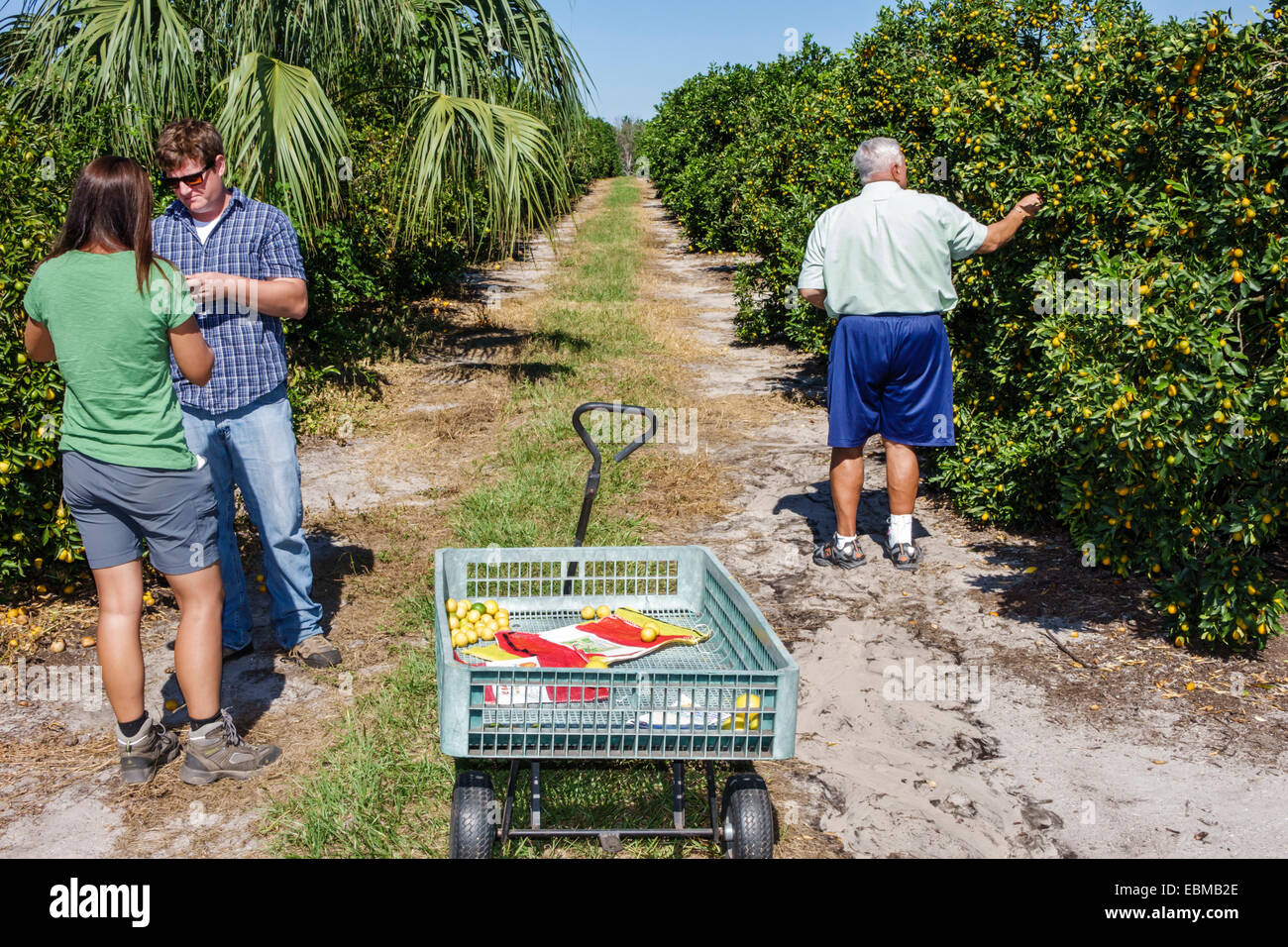 Clermont Florida, Vitrine von Citrus, Orangenhain, Mandarine, Zitrone, Limette, Pomelo, Sie wählen Ihre eigenen U-Pick, Erwachsene Erwachsene Männer Männer männlich, Frau Frauen weiblichen Jungen Stockfoto