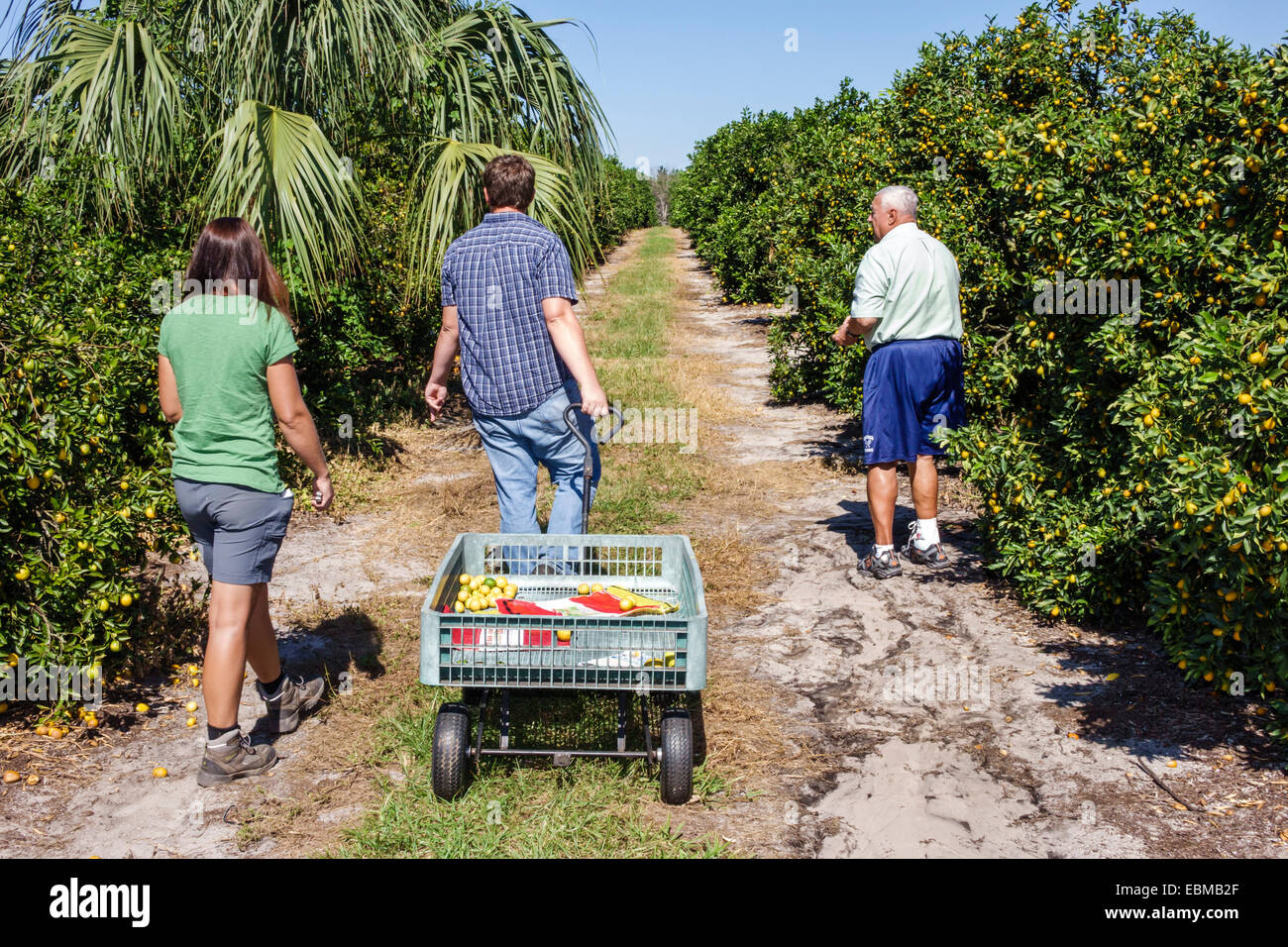 Clermont Florida, Vitrine von Citrus, Orangenhain, Mandarine, Zitrone, Limette, Pomelo, Sie wählen Ihre eigenen U-Pick, Erwachsene Erwachsene Männer Männer männlich, Frau Frauen weiblichen Jungen Stockfoto