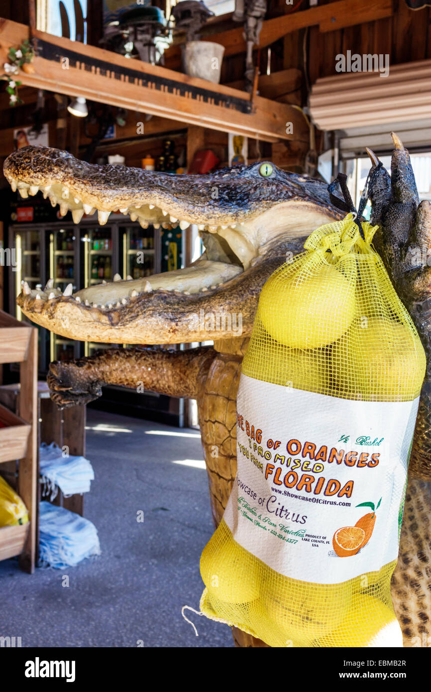 Clermont Florida, Vitrine von Citrus, Produktausstellungsverkauf, Souvenirs, Souvenirladen, Geschäft, Shopping Shopper Shopper Shop Geschäfte Markt Märkte Markt Stockfoto