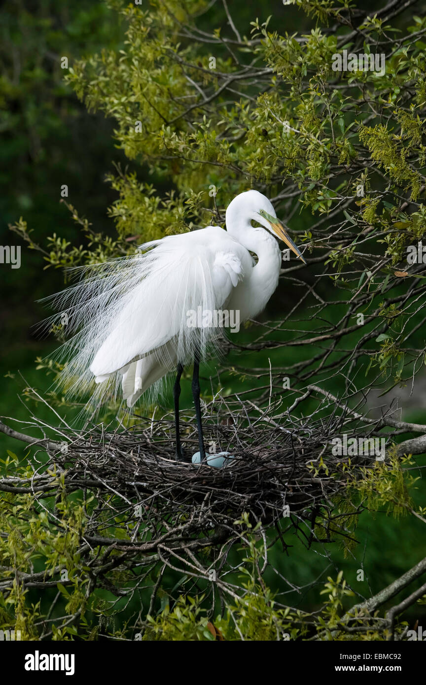 Silberreiher (Casmerodius albus) mit Brutgefieder, die über hellblauen Eiern im Stocknest, Florida, USA, stehen. Stockfoto
