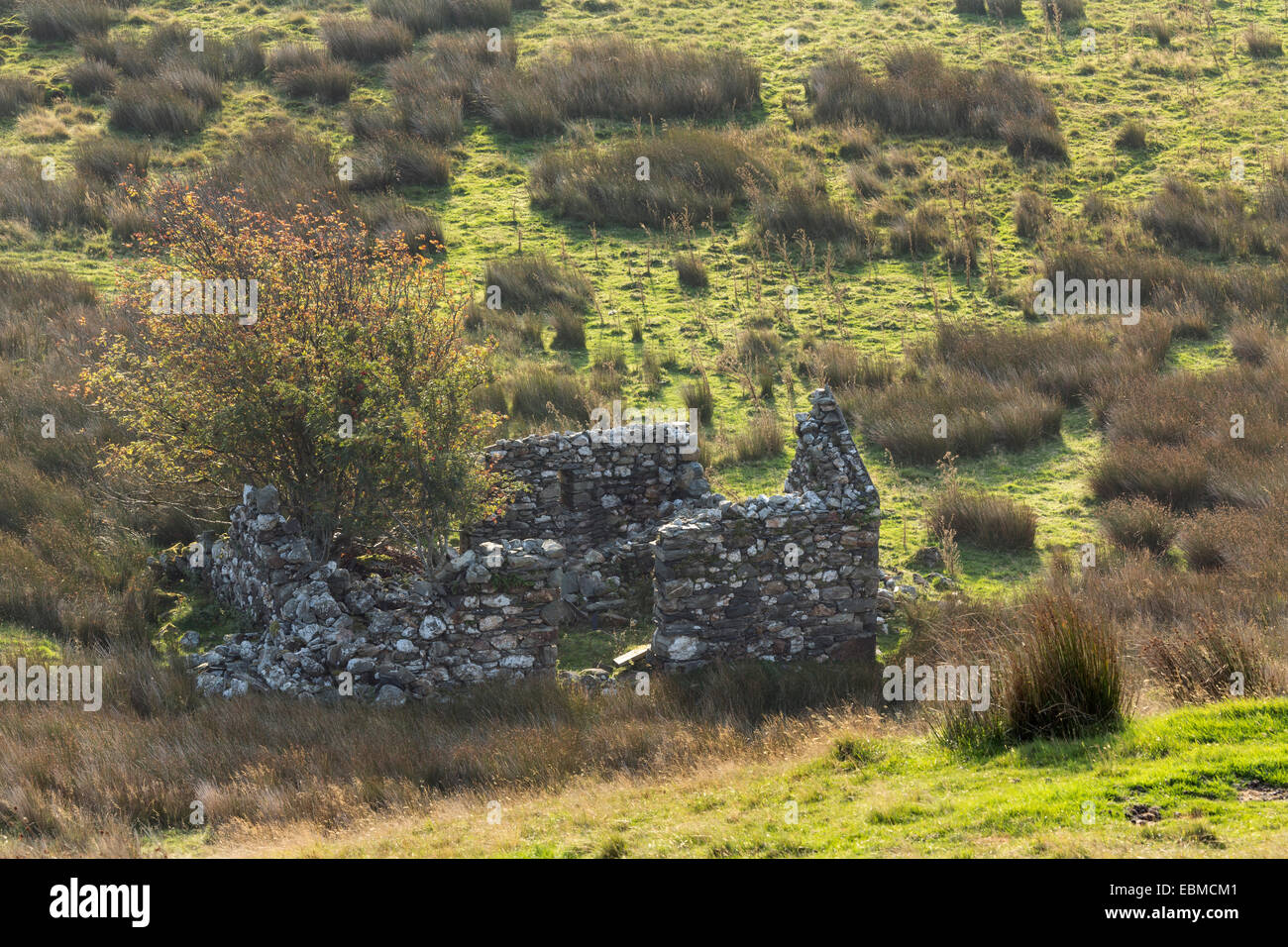 Eine alte Scheune steht ohne das Dach in einem Feld in Snowdonia, bei Sonnenaufgang. Stockfoto