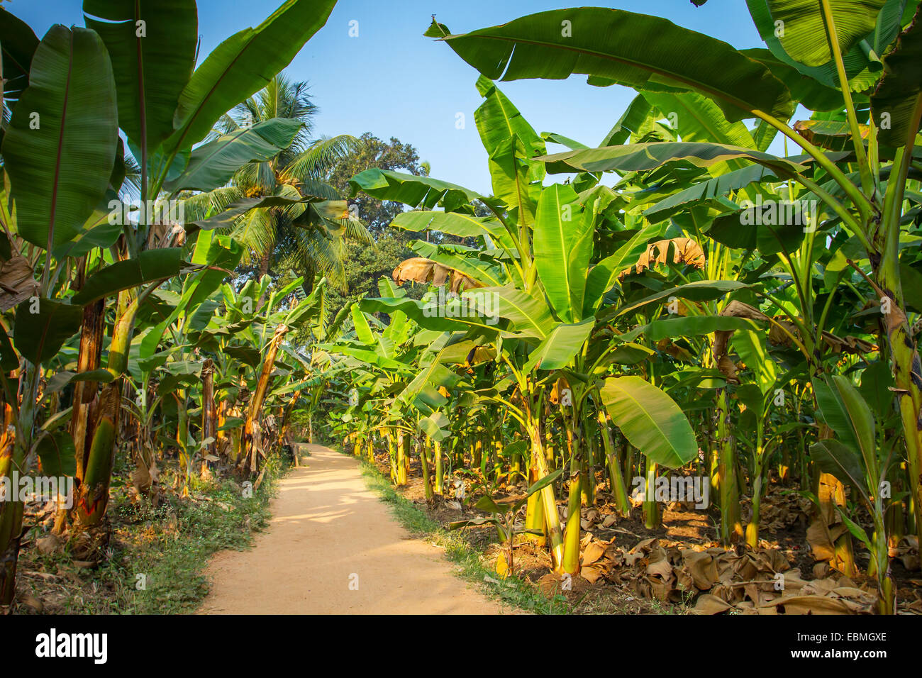 Landschaft im ländlichen Raum gemeinsamen Weg durch Bananenplantage in Indien Stockfoto
