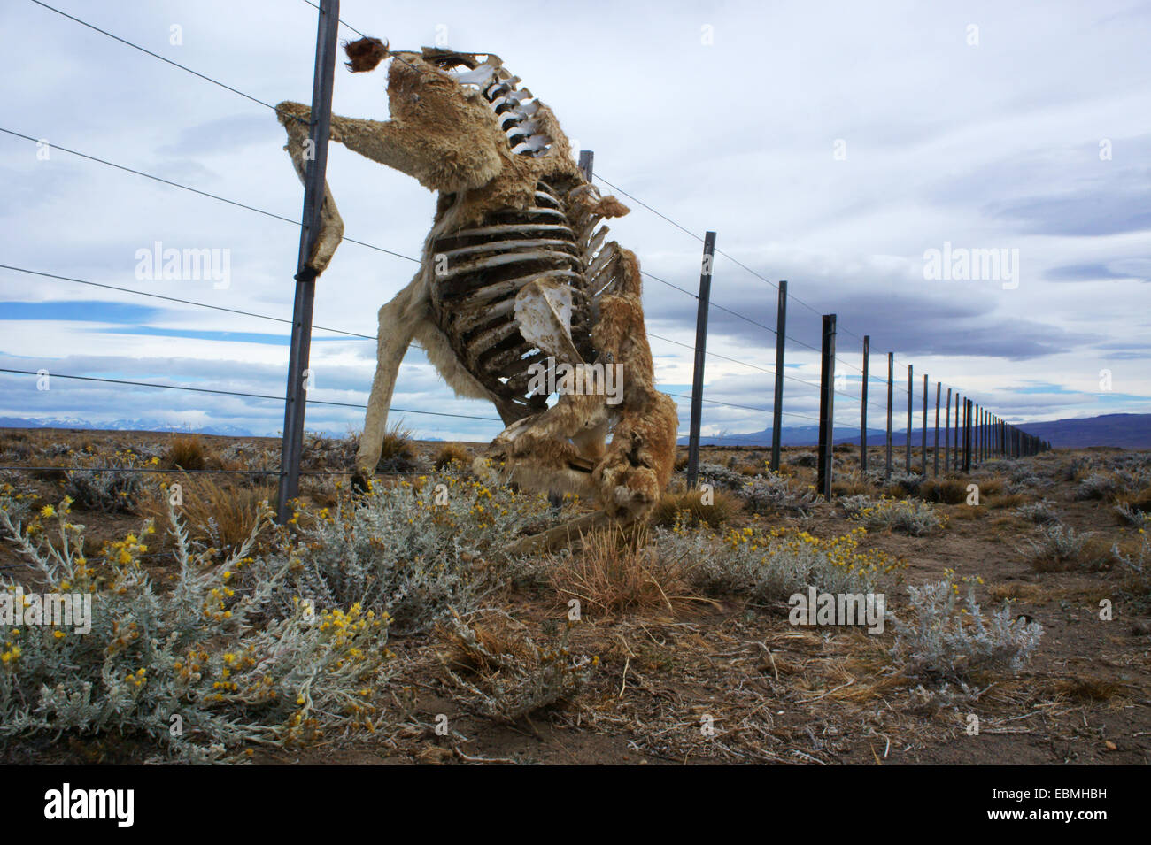 Kadaver toter Guanako verheddert in Zaundraht Ranch, östlich von El Chalten, südlichen Patagonien, Argentinien Stockfoto
