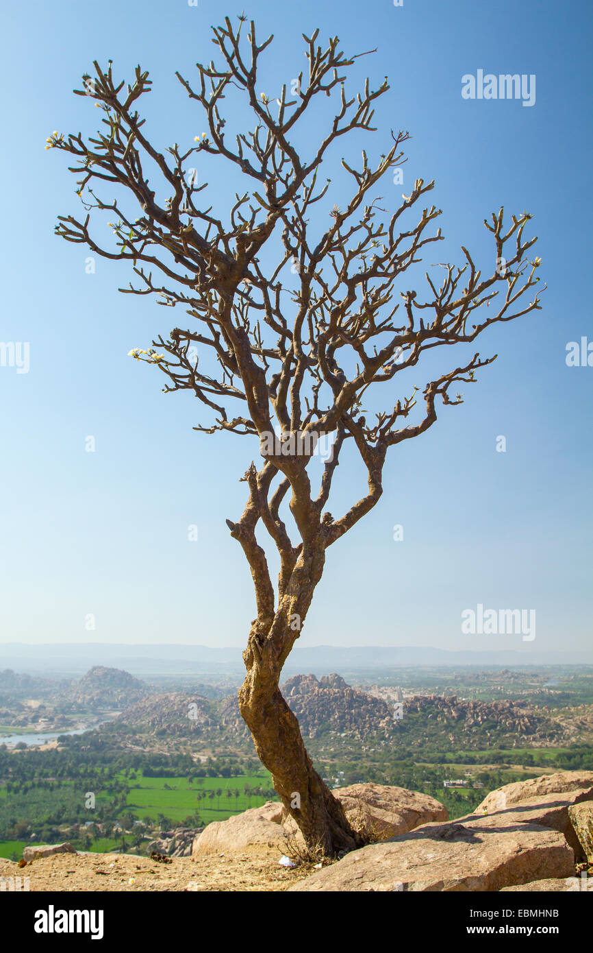 Baum auf der Felsklippe Stockfoto